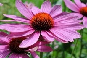 Echinacea šťava na liečbu prostatitídy